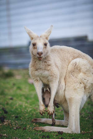 White kangaroo grazing with her joey.の写真素材