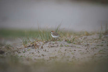 Red-capped plover on the foreshoreの写真素材