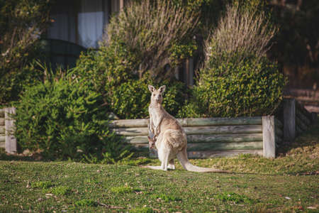 White kangaroo grazing with her joey.の写真素材