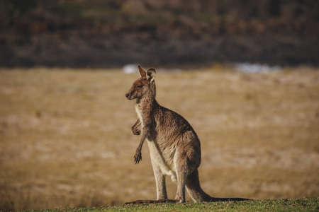 A very young Eastern Grey Kangaroo.の写真素材