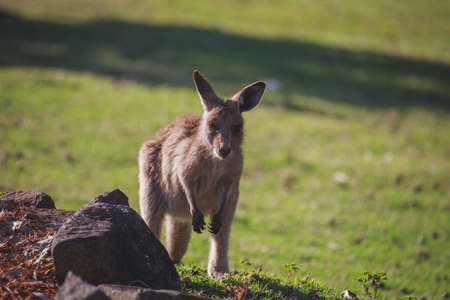 A very young Eastern Grey Kangaroo.の写真素材
