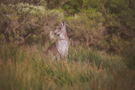 A very young Eastern Grey Kangaroo.の写真素材