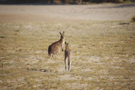 A very young Eastern Grey Kangaroo.の写真素材
