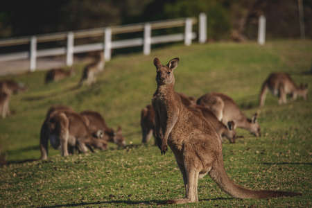 A very young Eastern Grey Kangaroo.の写真素材