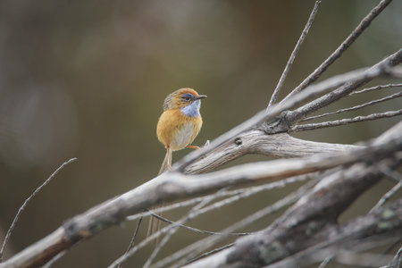Southern Emu-wren (Stipiturus malachurus) in Ulladulla, NSW, Australia