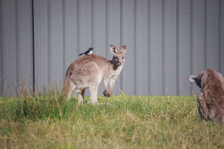 A very young Eastern Grey Kangaroo.の写真素材
