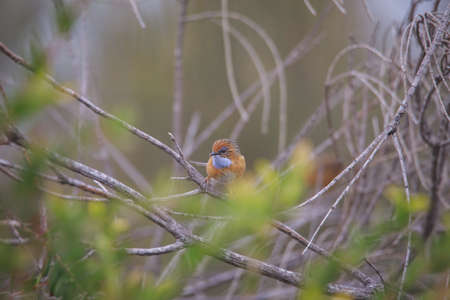 Southern Emu-wren (Stipiturus malachurus) in Ulladulla, NSW, Australiaの写真素材