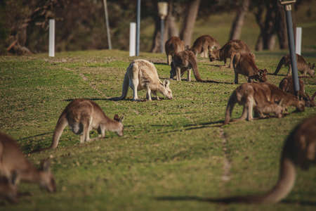 A very young Eastern Grey Kangaroo.の写真素材