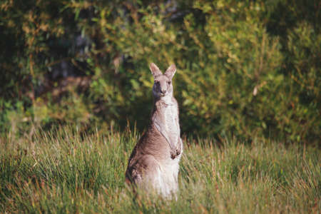 A very young Eastern Grey Kangaroo.の写真素材