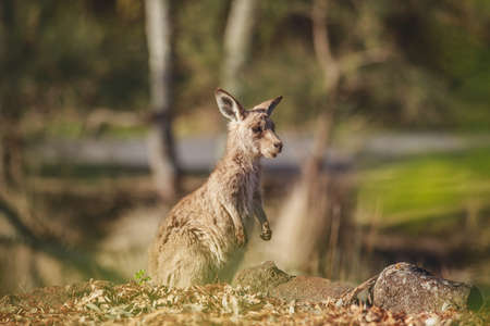 A very young Eastern Grey Kangaroo.の写真素材