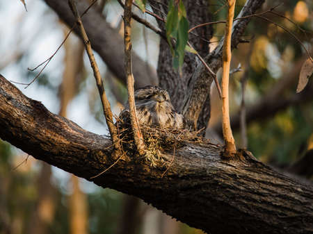 Tawny Frogmouth nesting on top of its chicks.の写真素材