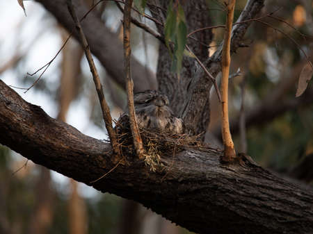 Tawny Frogmouth nesting on top of its chicks.の写真素材
