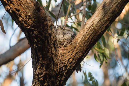 Tawny Frogmouth nesting on top of its chicks.の写真素材