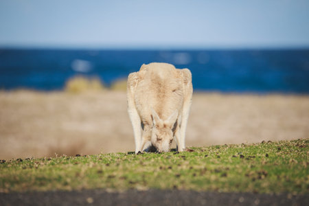White Eastern Grey kangaroo at a caravan park
