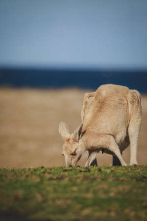 White Eastern Grey kangaroo at a caravan parkの写真素材