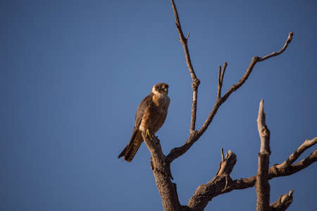 Australian Hobby perched in a tree.の写真素材