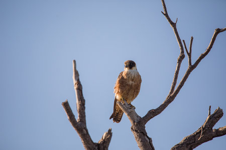 Australian Hobby perched in a tree.の写真素材