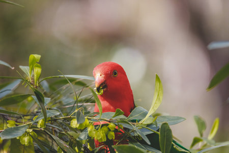 Australian King Parrot in a tree.の写真素材