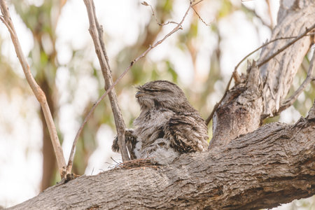 A baby Tawny Frogmouth chick nestled beside its parent in a tree fork nest.の写真素材