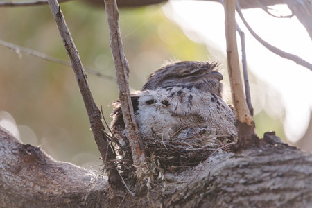 A baby Tawny Frogmouth chick nestled beside its parent in a tree fork nest.の写真素材
