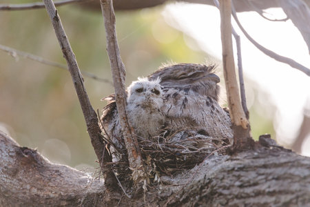 A baby Tawny Frogmouth chick nestled beside its parent in a tree fork nest.の写真素材