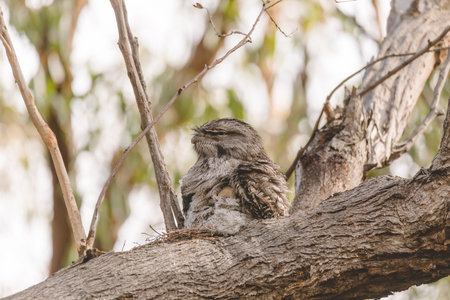 A baby Tawny Frogmouth chick nestled beside its parent in a tree fork nest.の写真素材