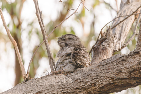 A baby Tawny Frogmouth chick nestled beside its parent in a tree fork nest.の写真素材