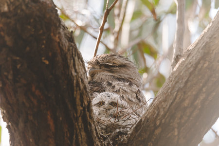 A baby Tawny Frogmouth chick nestled beside its parent in a tree fork nest.の写真素材