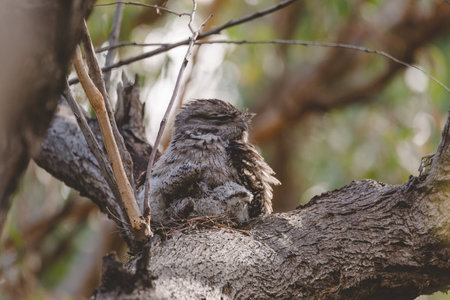A baby Tawny Frogmouth chick nestled beside its parent in a tree fork nest.の写真素材