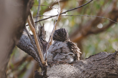 A baby Tawny Frogmouth chick nestled beside its parent in a tree fork nest.の写真素材