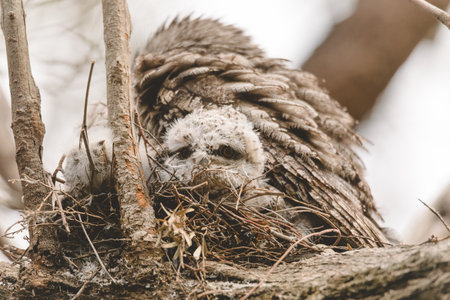 A baby Tawny Frogmouth chick nestled beside its parent in a tree fork nest.の写真素材