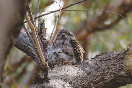 A baby Tawny Frogmouth chick nestled beside its parent in a tree fork nest.の写真素材