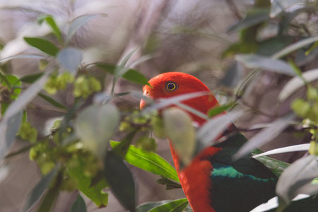 Australian King Parrot in a tree.の写真素材