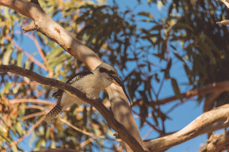 A Laughing Kookaburra eating a snakeの写真素材