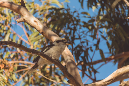 A Laughing Kookaburra eating a snakeの写真素材