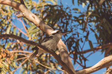 A Laughing Kookaburra eating a snakeの写真素材