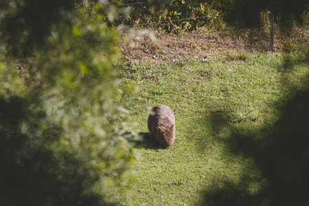 Common Wombat, Kangaroo Valley, NSW, Australiaの写真素材