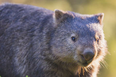 Common Wombat, Kangaroo Valley, NSW, Australiaの写真素材
