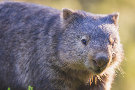 Common Wombat, Kangaroo Valley, NSW, Australia