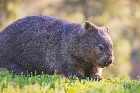 Common Wombat, Kangaroo Valley, NSW, Australiaの写真素材