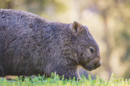 Common Wombat, Kangaroo Valley, NSW, Australiaの写真素材