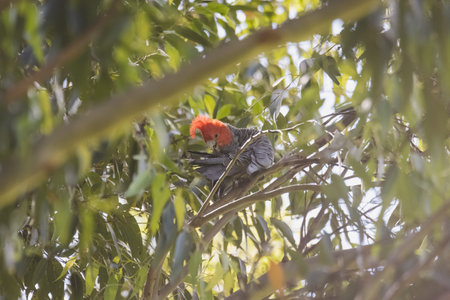 Male Gang Gang Cockatoo sitting in gum tree with leaves and branches in the background at Dalgety, NSW, Australiaの写真素材