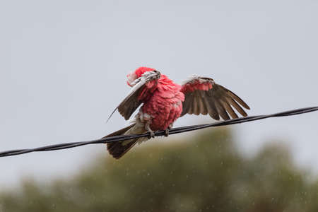 Australian Galah playing in the rain on a powerline.の写真素材