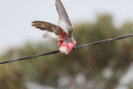 Australian Galah playing in the rain on a powerline.の写真素材