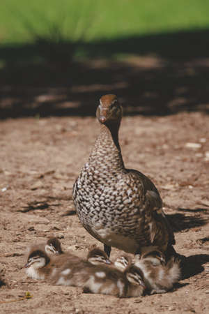 Family of ducks at a lake in Mittagongの写真素材