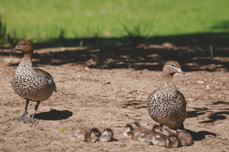 Family of ducks at a lake in Mittagongの写真素材