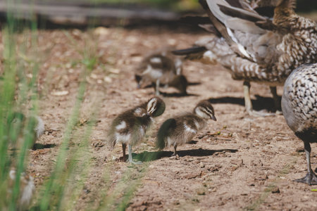 Family of ducks at a lake in Mittagongの写真素材