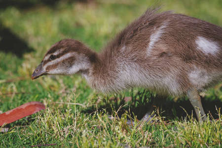 Family of ducks at a lake in Mittagongの写真素材