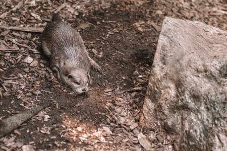 Brown otter looking away from the camera. Otter on a rock in the wilderness looking forward.の写真素材