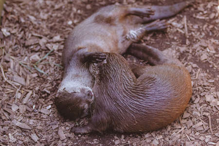 Brown otter looking away from the camera. Otter on a rock in the wilderness looking forward.の写真素材